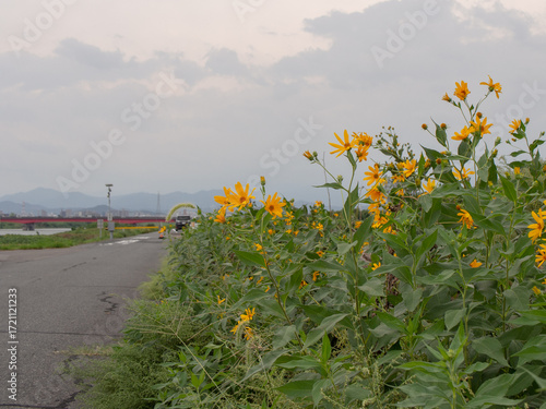 Wild yellow flowers, Jerusalem artichokes, blooming on a rural roadside in Japan.