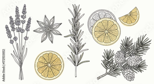 A colored sketch collection of various herbs and botanicals, including lavender, rosemary, pine, and slices of lemon or orange.