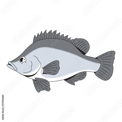Obraz na płótnie Silver perch fish sea animal cartoon icon illustration