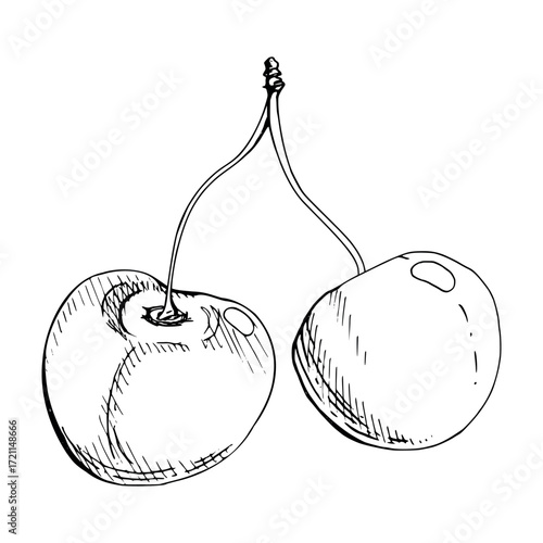 Sweet sour line cherry berries on stems, hand drawn vector ink, scattered ripe cerise drupes. Composition illustration isolated on white. For restaurant, cafe dessert menu, wedding, farmers market