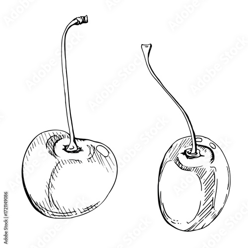 Sweet sour line cherry berries on stems, hand drawn vector ink, scattered ripe cerise drupes. Composition illustration isolated on white. For cafe dessert menu, wedding, restaurant, farmers market