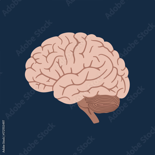 Anatomical drawing of a brain, light pink with brown details on dark blue ground