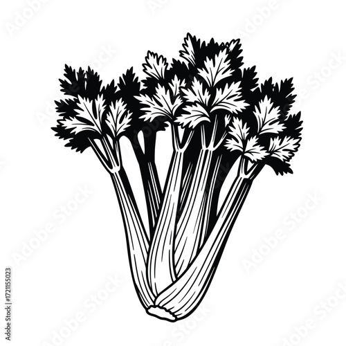 Fresh bunch of celery stalks detailed black and white sketch isolated silhouette