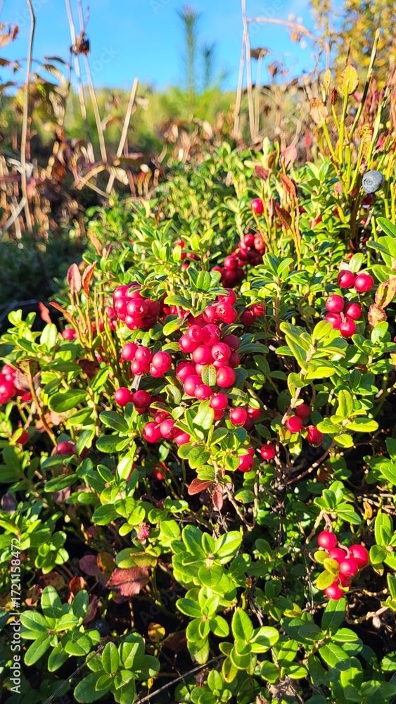 Fototapeta premium lingonberry plants, red berries 