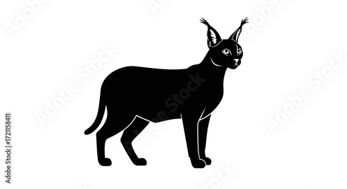 Striking silhouette of a black caracal standing proudly with tasseled ears