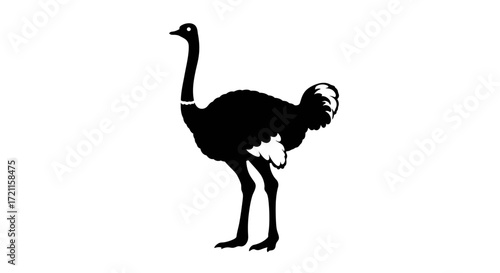 Silhouette of a standing ostrich bird side view clear silhouette isolated on for design