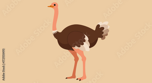 Full body view of a brown ostrich with long neck and legs on a plain background