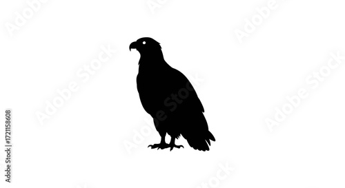 Silhouette of a majestic eagle standing alert powerful bird of prey symbol of freedom and strength