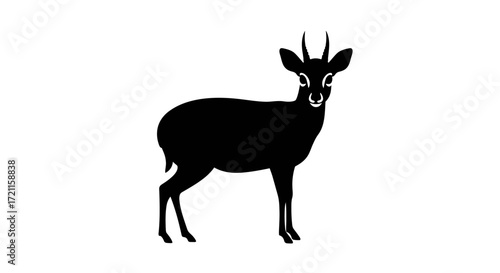 Silhouette of a dik-dik antelope with small horns standing still in clear studio lighting