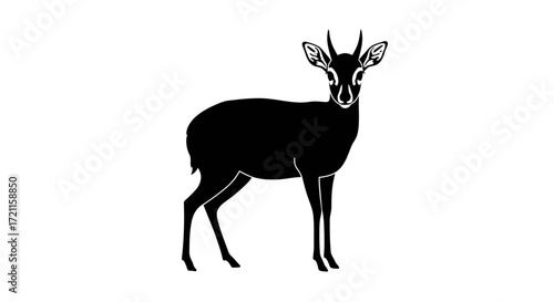 Elegant silhouette of a dik-dik antelope standing gracefully isolated on