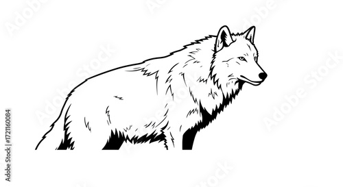 Artistic sketch of a wolf looking to the right showcasing its fur detail and powerful build captured in monochrome tones for graphic design applications