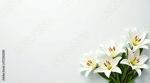 Beautiful White Lily Flowers with Green Leaves on a Simple White Background