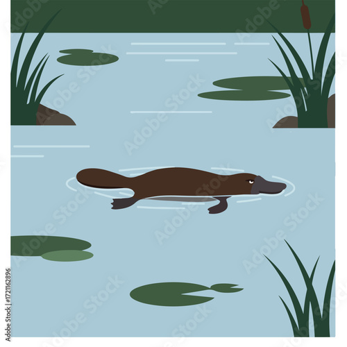 Platypus swimming in a pond with lily pads and reeds in a simple illustration