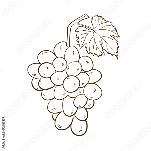 Line drawing of grapevine leaves and branches.