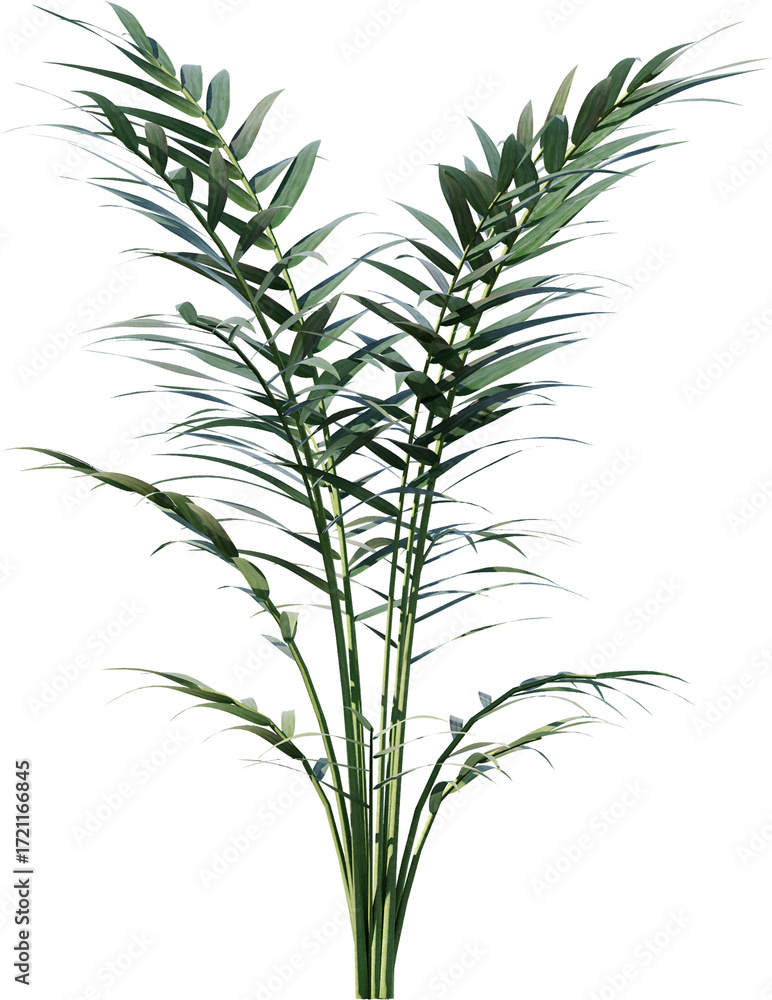 Obraz premium plant, leaf, isolated, rosemary, herb, nature, branch, tree, white, food, leaves, fresh, spice, herbal, ingredient, vector, twig, tropical, grass, dill, summer, bamboo, botany, palm, bush