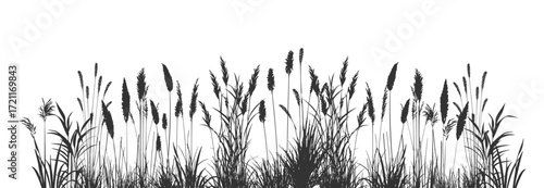 Silhouette of cattails and reeds. Wild grass on the river bank. Swamp coastal plants.