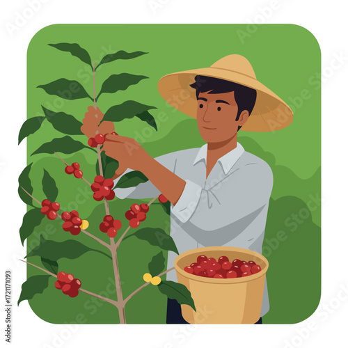 Man harvests ripe red coffee beans from a plant into a pail