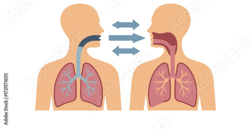 Illustration showing the respiratory system with airflow between two individuals bodies