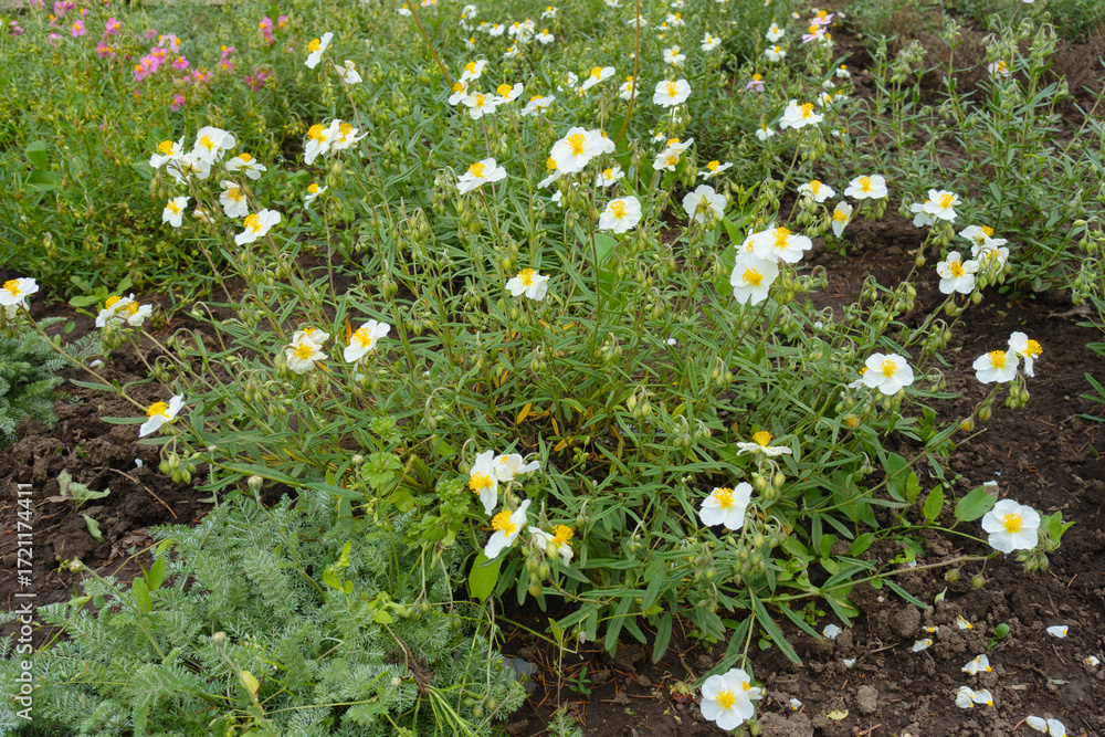 Εκτύπωση καμβά Many white flowers of Helianthemum apenninum in mid May