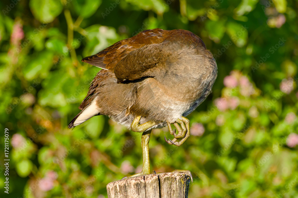 custom made wallpaper toronto digitalJuvenile moorhen perched on wooden post