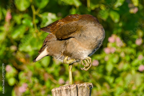 Wallpaper Mural Juvenile moorhen perched on wooden post Torontodigital.ca