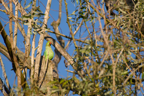 Wallpaper Mural Female rose-ringed parakeet enjoying sunny morning	 Torontodigital.ca