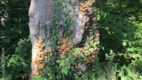 Baumpilze und Efeu an einem alten Waldbaum