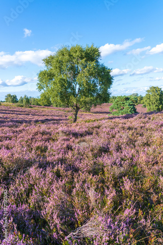 Wallpaper Mural Lone tree in blooming heather on L�neburg Heath Brunsberg landscape Torontodigital.ca
