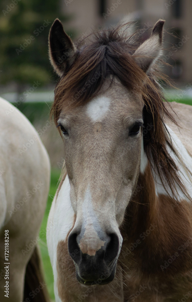 Obraz premium Horse on a Farm