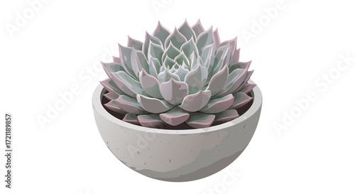 Beautiful echeveria succulent in a white pot