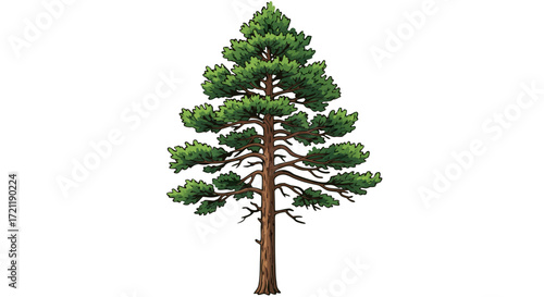 A tall evergreen pine tree with green needles and brown trunk