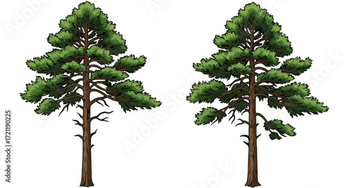 Two evergreen pine trees isolated on a black background