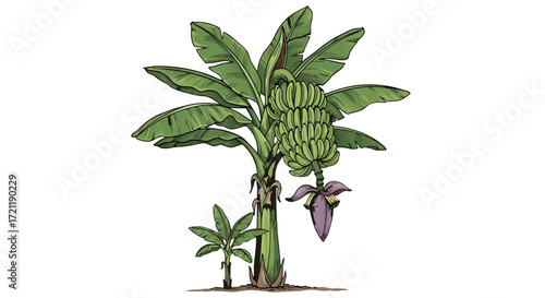 Illustration of a banana tree with unripe fruit and flower