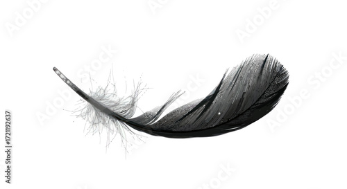Elegant depiction of a black feather against a plain white background with a smooth texture