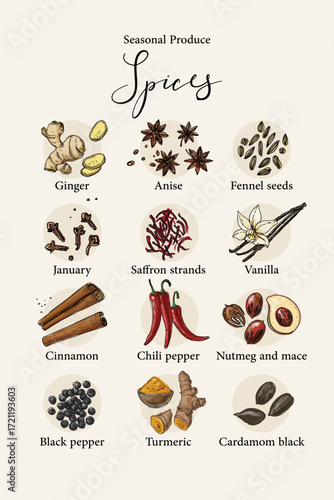 Vector poster with colorful hand drawn illustrations of seasonal spices: ginger, anise, fennel seeds, cloves, saffron strands, vanilla, cinnamon, chili pepper, nutmeg and mace, black pepper, turmeric