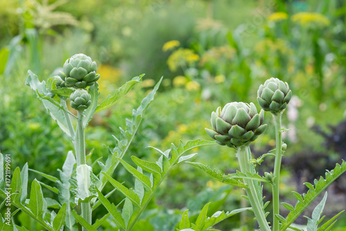 Fototapeta Ripe artichokes in garden, ready to pick and eat