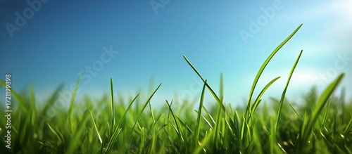 Green Grass Gently Swaying in the Breeze Under a Clear Blue Sky During a Sunn...