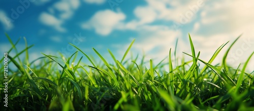 Green Grass Under Blue Sky With Clouds on a Sunny Day in an Outdoor Setting