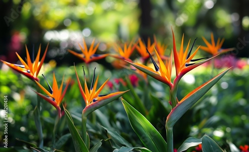 Colorful Tropical Flowers Bloom in Lush Garden During Sunny Day.