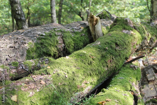 Moosbewachsene Baumstämme im Wald
