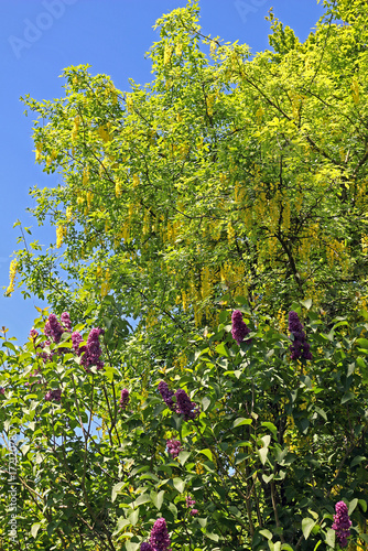 Ταπετσαρία Vibrant laburnum tree with yellow blossoms and lilac bush with purple flowers under a bright blue sky