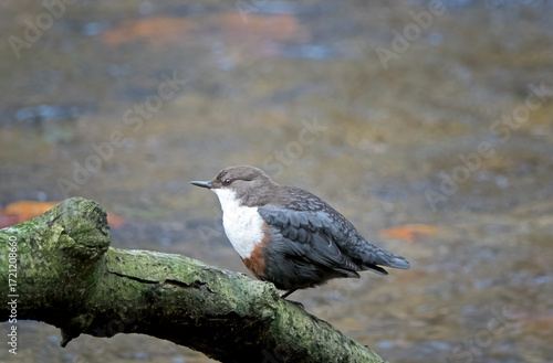 close-up of a dipper sitting on a mossy branch with water in the background
