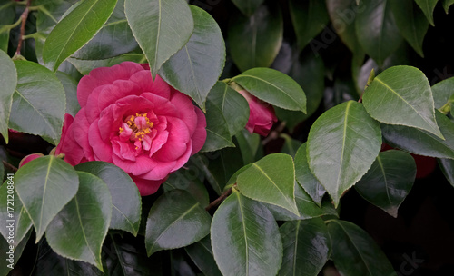 red camellia blossom amidst deep green, leathery leaves