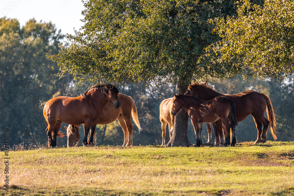 Fototapeta premium Horses resting and grazing on green meadow under a tree in summer. Horses on a field