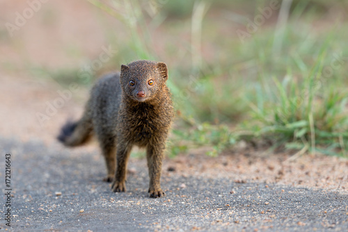 Wallpaper Mural Common dwarf mongoose (Helogale parvula) searching for food in the Kruger National Park in South Africa   Torontodigital.ca