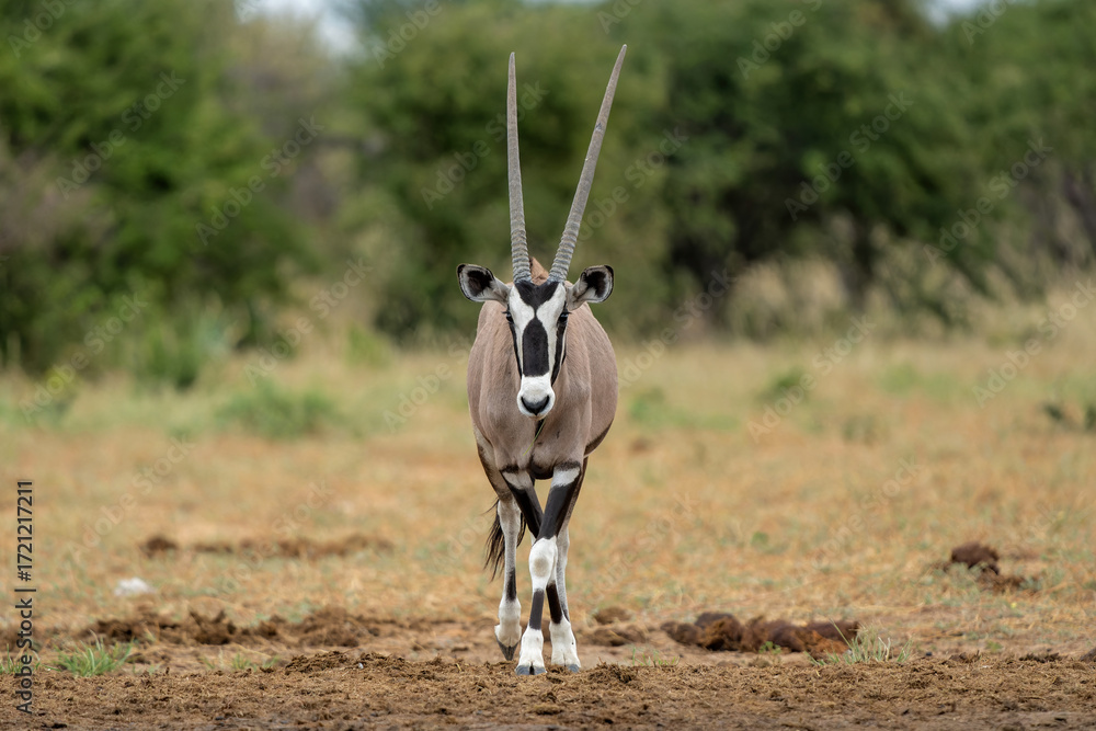 Ταπετσαρία Oryx, African oryx, or gemsbok (Oryx gazella) searching for water and food in th