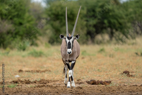 Photos Oryx, African oryx, or gemsbok (Oryx gazella) searching for water and food in th