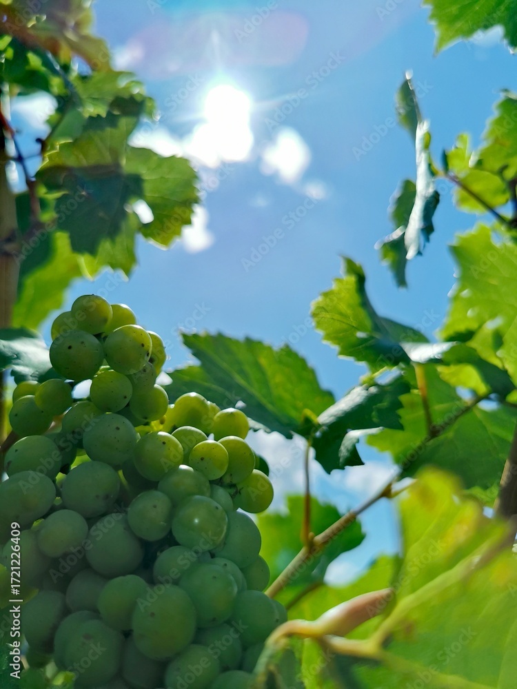 Fototapeta premium Grapes basking in the sun