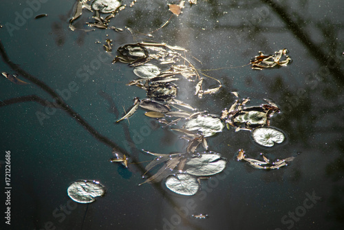 Dry leaves and lily pads floating on still water. Natural abstract with reflections and sparkles. Autumn mood