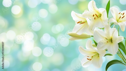 Elegant White Lily Flowers with Soft Focus Background of Gentle Blue and Green Bokeh in Natural Setting